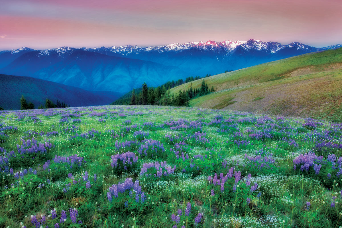 アメリカ ナショナルパークへの旅！ vol.20【オリンピック国立公園